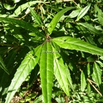 Helwingia chinensis (4)