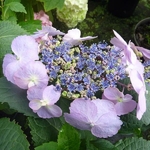 Hydrangea serrata Blue Berry Cheese Cake