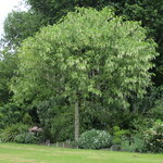 Pterostyrax hispida