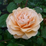 Rosa Buff Beauty (3)