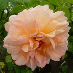 Rosa Buff Beauty (4)