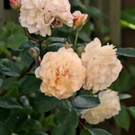 Rosa Buff Beauty (2)