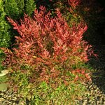 Nandina domestica Sienna Sunrise (2)