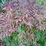 Nandina domestica Sienna Sunrise
