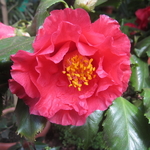 Camellia japonica Holly Bright (1)