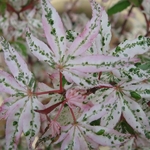 Acer palmatum Ukigumo (2)