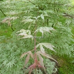 Acer palmatum Ukigumo (6)
