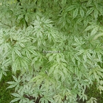 Acer palmatum Ukigumo (7)