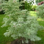 Acer palmatum Ukigumo (11)