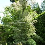 Acer palmatum Ukigumo (13)