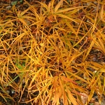 Acer palmatum Villa taranto (1)