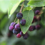 Ameclanchier canandensis Prince William