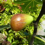 Ficus carica Goutte dOr (1)