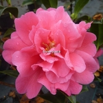 Camellia williamsii Senorita (1)