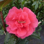 Camellia williamsii Senorita (6)