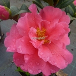 Camellia williamsii Senorita (2)