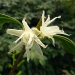 Chimonanthus nitens (6)