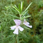 Westringia fruticosa (1)