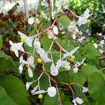 Begonia grandis evansiana Alba
