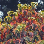 Cornus florida Rainbow