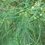 Cryptomeria japonica Spiralis (2)