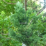 Cryptomeria japonica Bandai Sugi (2)