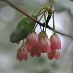 Enkianthus campanulatus (2)