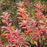 Enkianthus campanulatus (3)