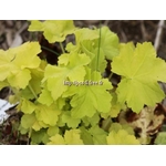 heuchera%20pistache