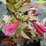 Weigela Festicolor (8)