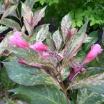 Weigela Festicolor (10)