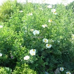Romneya coulteri (2)