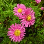 Aster Red Sunset