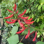 Erythrina x bidwilli