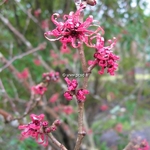 Hamamelis intermedia Diane (5)