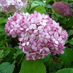 Hydrangea arborescens Ruby Annabelle (1)