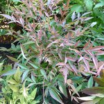Nandina domestica Sienna Sunrise