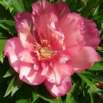 Paeonia itoh Hillary (2)