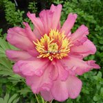 Paeonia itoh Hillary