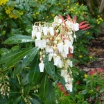 Pieris Forest Flame (2)