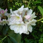 Rhododendron Polar Bear