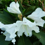 Rhododendron Polar Bear (2)