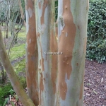 Stewartia pseudocamellia (4)