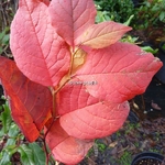 Stewartia pseudocamellia (5)