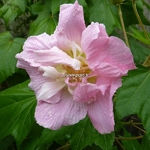 Hibiscus mutabilis Futuna (3)