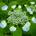 Hydrangea macrophylla Blauling (1)