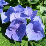 Hydrangea macrophylla Blaumeise (1)