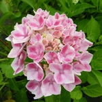 Hydrangea macrophylla Camilla (4)
