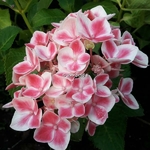 Hydrangea macrophylla Camilla (5)
