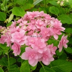 Hydrangea macrophylla Expression (1)